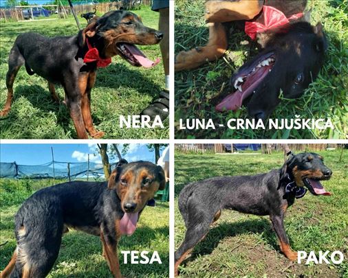 Mešanci za udomljavanje - Nera, Luna, Tesa i Pako