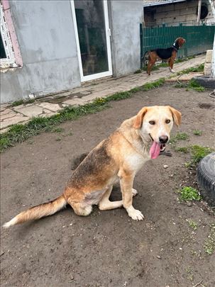 Tronoga mešanka Dara