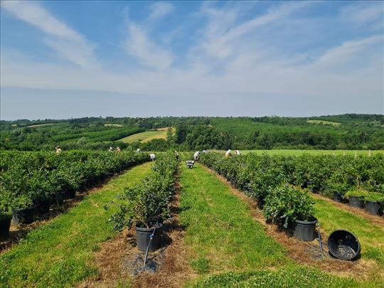 Prodaja imanja, plantaža Borovnice I Trešanja