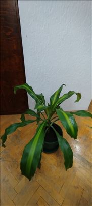 Dracena