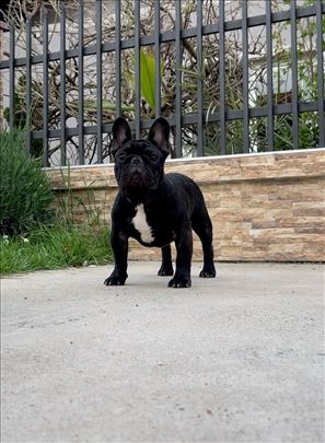 Francuski buldog muško štene 5,5 mes.- VP1, BOB !