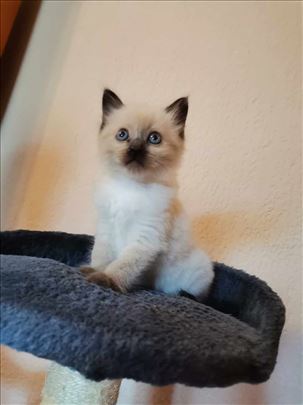 Ragdoll , mače