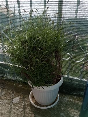 Lavanda u Saksije