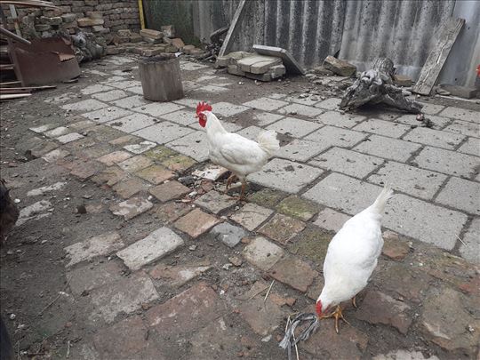 Leghorn petlovi