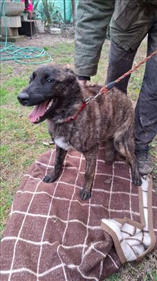 Malinoa, Kangal i Sarplaninac