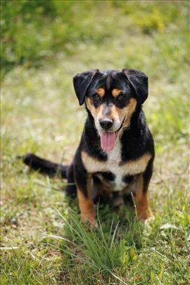 Pevač Hulio traži dom