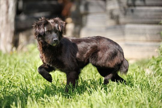 Malena Maša traži dom