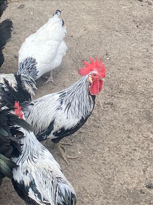 Sasex, australorp i srebrni italijanski petlovi