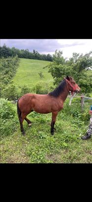 Ždrebac na prodaju