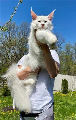 Maine Coon, mače