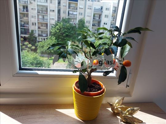 Nehruova, garsonjera, renovirana, sve novo