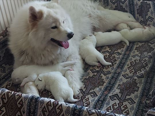 Samojed, štenci
