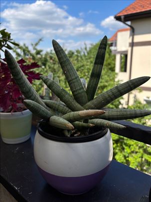 Sansevieria cylindrica