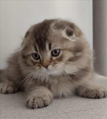 Scottish fold i straight mace 