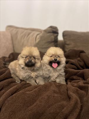 Pomeranski špic , muzjak i zenka oranz boje
