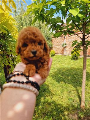 Teddy bear toy pudle 