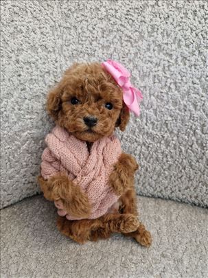 Toy pudle