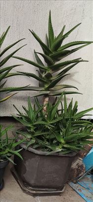 Aloja Vera 