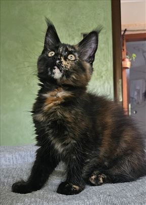 Maine Coon , mače