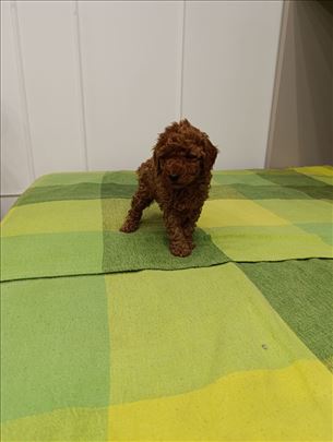 Pudla, štene