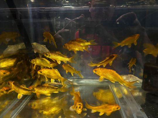 Koi Sarani 10-20cm