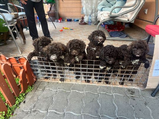 Lagotto Romagnolo stenci