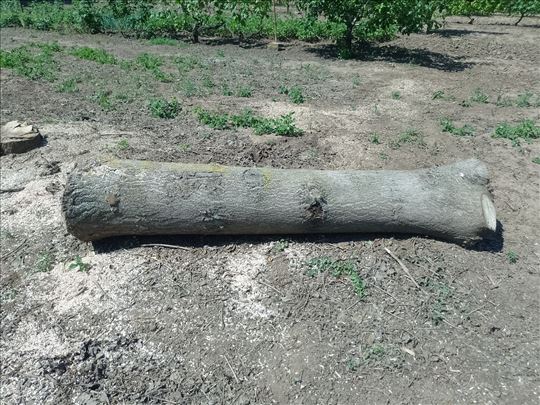 Debla Paulovnije na prodaju 