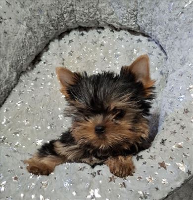 Mini jorkširski terijer, štene