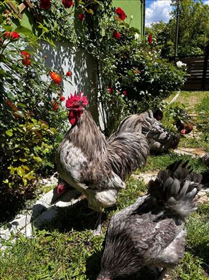 Poklanjam Australorp spleš petla