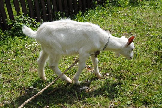 Продајем јарца (jarac)