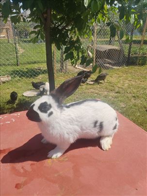 Prodajem nemacke sarce