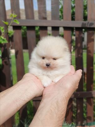 Mali Boo Pomeranci