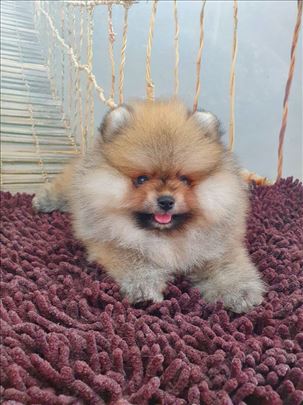 Medeni BOO Pomeranci