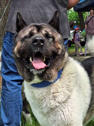 Akita, odrastao pas