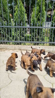 Belgijski ovčar, štene