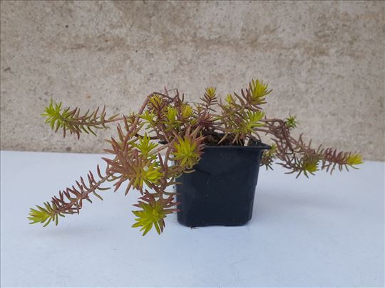 Sedum angelina