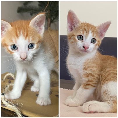 Žuto malo mače preslatke bebice mace traze dom