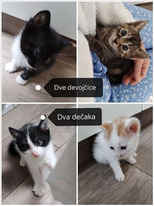 Mačići na poklon. Dva dečaka i dve devojčice 