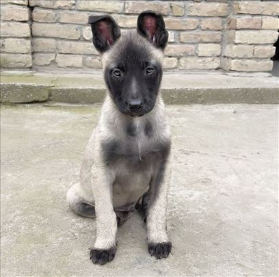 Malinoa (vrhunsko leglo)