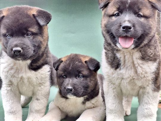 Americka akita TOP štenci
