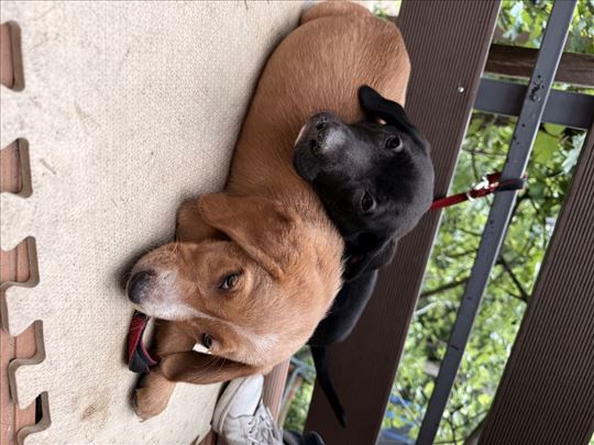 Labrador retriver, štene
