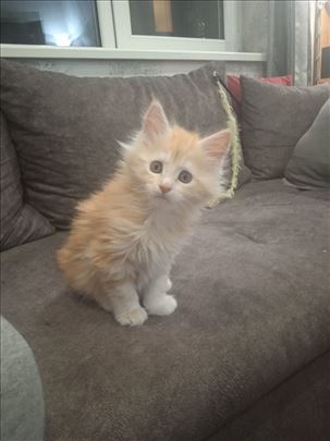 Maine Coon, mače