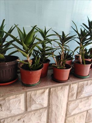 ALOJA kaktusi