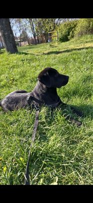 Labrador retriver, mlad pas