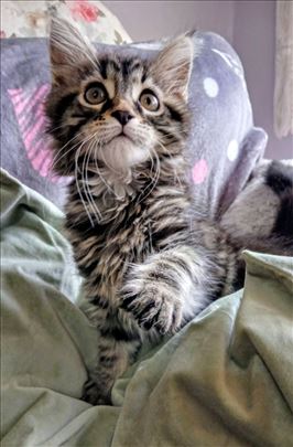 Maine Coon, mače
