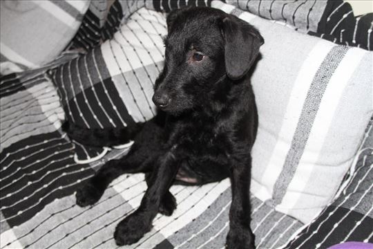 Maza traži svoj stalan dom!