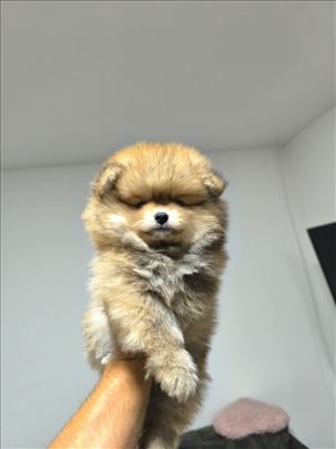 Pomeranac Boo top dostava
