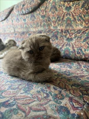 Scottish fold devojcica 