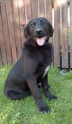 Mešanac, mlad pas, puna života 