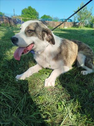 Mešanac, mlad pas željan maženja 